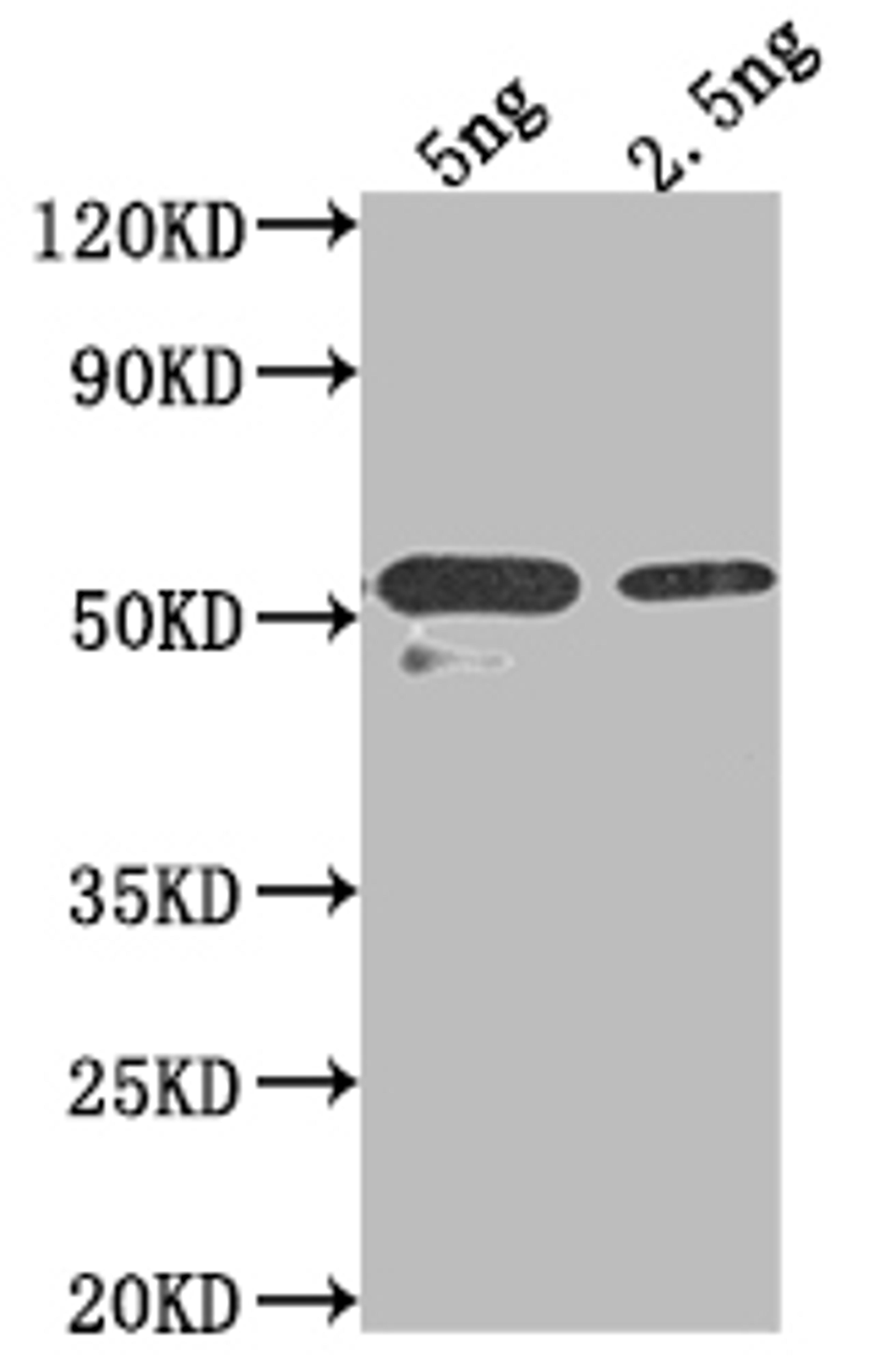 Western Blot. Positive WB detected in Recombinant protein. All lanes: ASGR2 antibody at 1:2000. Secondary. Goat polyclonal to rabbit IgG at 1/50000 dilution. Predicted band size: 45.9 kDa. Observed band size: 52 kDa. 