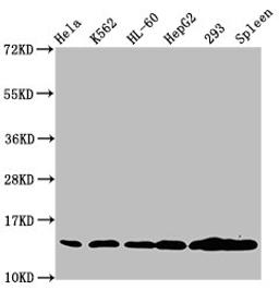 Western Blot. Positive WB detected in: Hela whole cell lysate, K562 whole cell lysate, HL60 whole cell lysate, HepG2 whole cell lysate, 293 whole cell lysate, Rat spleen tissue. All lanes: HIST1H2BC antibody at 1.3µg/ml. Secondary. Goat polyclonal to rabbit IgG at 1/50000 dilution. Predicted band size: 14 kDa. Observed band size: 14 kDa