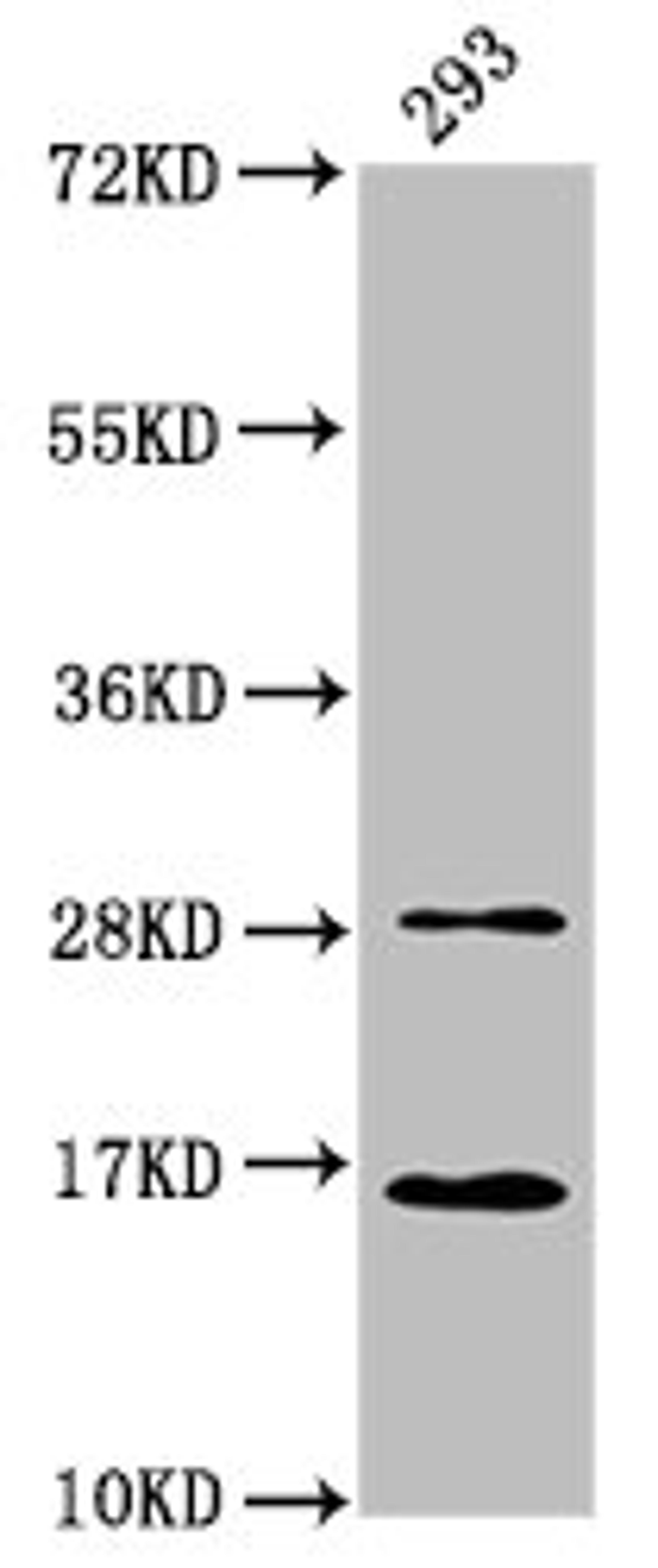 Western Blot. Positive WB detected in: 293 whole cell lysate. All lanes: HIST1H3A antibody at 0.59µg/ml. Secondary. Goat polyclonal to rabbit IgG at 1/50000 dilution. Predicted band size: 16 kDa. Observed band size: 16 kDa