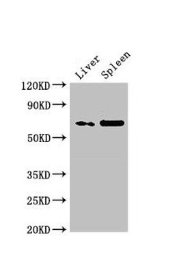 Western Blot. Positive WB detected in: Rat liver tissue, Rat spleen tissue. All lanes: PRSS56 antibody at 3µg/ml. Secondary. Goat polyclonal to rabbit IgG at 1/50000 dilution. Predicted band size: 65 kDa. Observed band size: 65 kDa