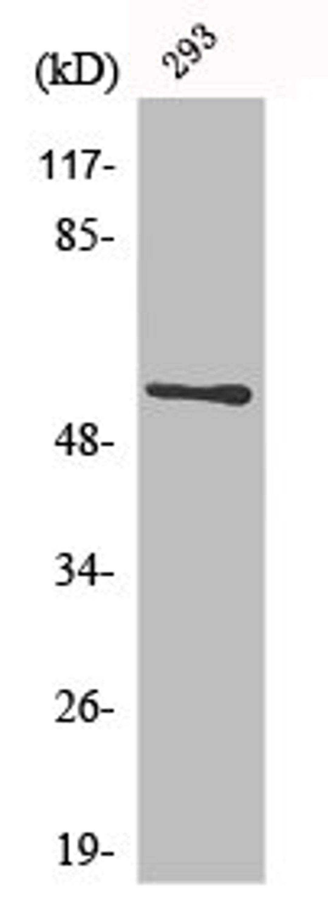 Western Blot analysis of 293 cells using CLK1 Polyclonal Antibody
