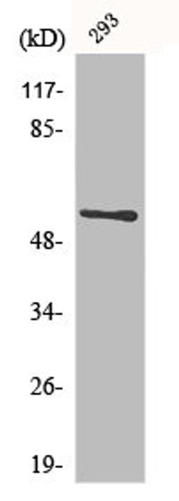 Western Blot analysis of 293 cells using CLK1 Polyclonal Antibody