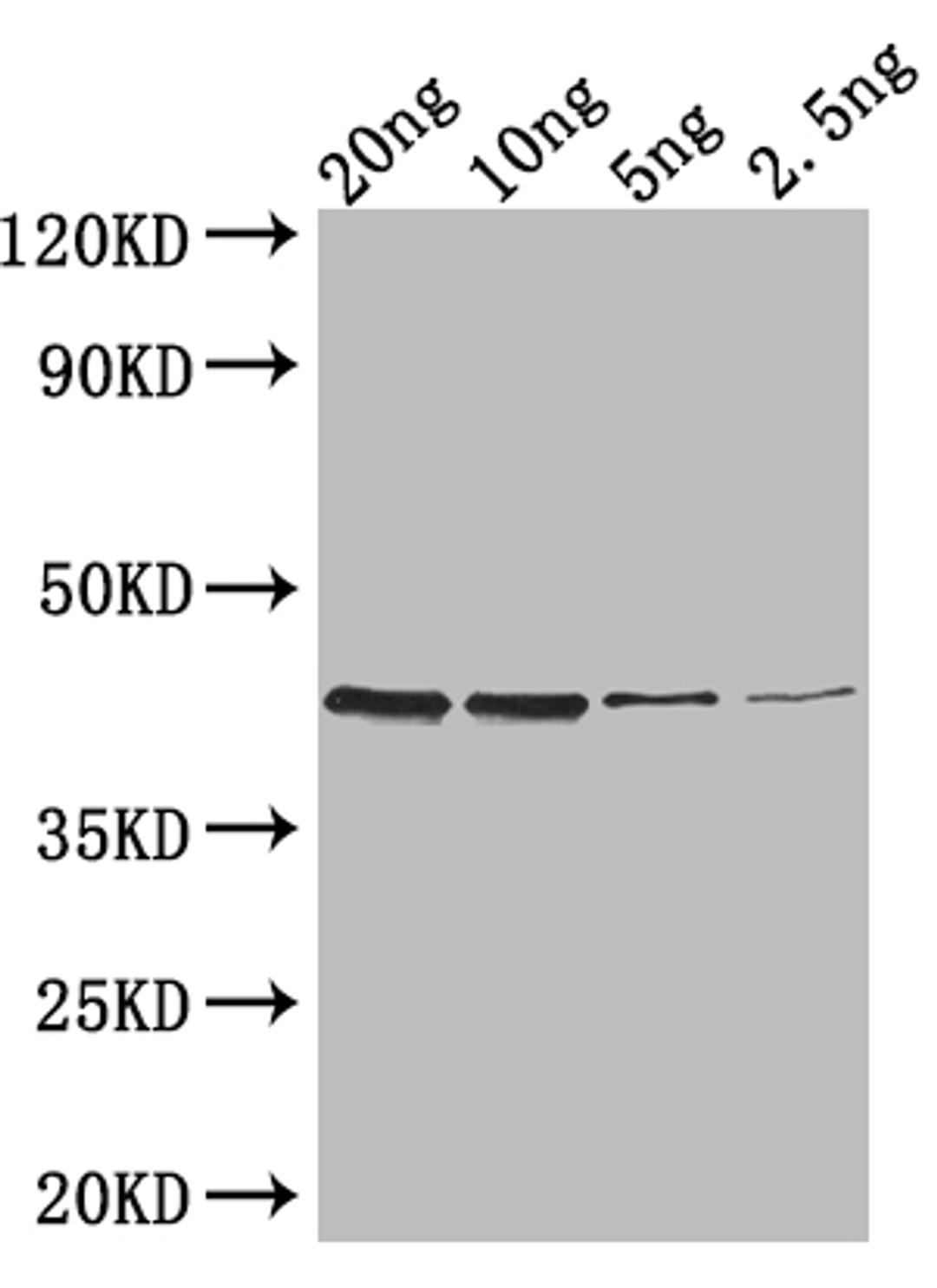Western Blot. Positive WB detected in: recombinant protein. All lanes: ZIP1 Antibody at 1:1000. Secondary. Goat polyclonal to rabbit IgG at 1/50000 dilution. Predicted band size: 40 kDa. Observed band size: 40 kDa. 