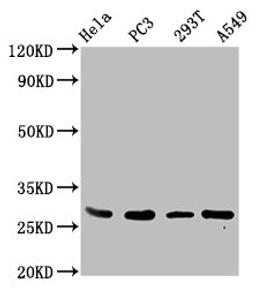 Western Blot. Positive WB detected in: Hela whole cell lysate, PC-3 whole cell lysate, 293T whole cell lysate, A549 whole cell lysate. All lanes: EFHD1 antibody at 3.4ug/ml. Secondary. Goat polyclonal to rabbit IgG at 1/50000 dilution. Predicted band size: 27, 17 kDa. Observed band size: 27 kDa. 