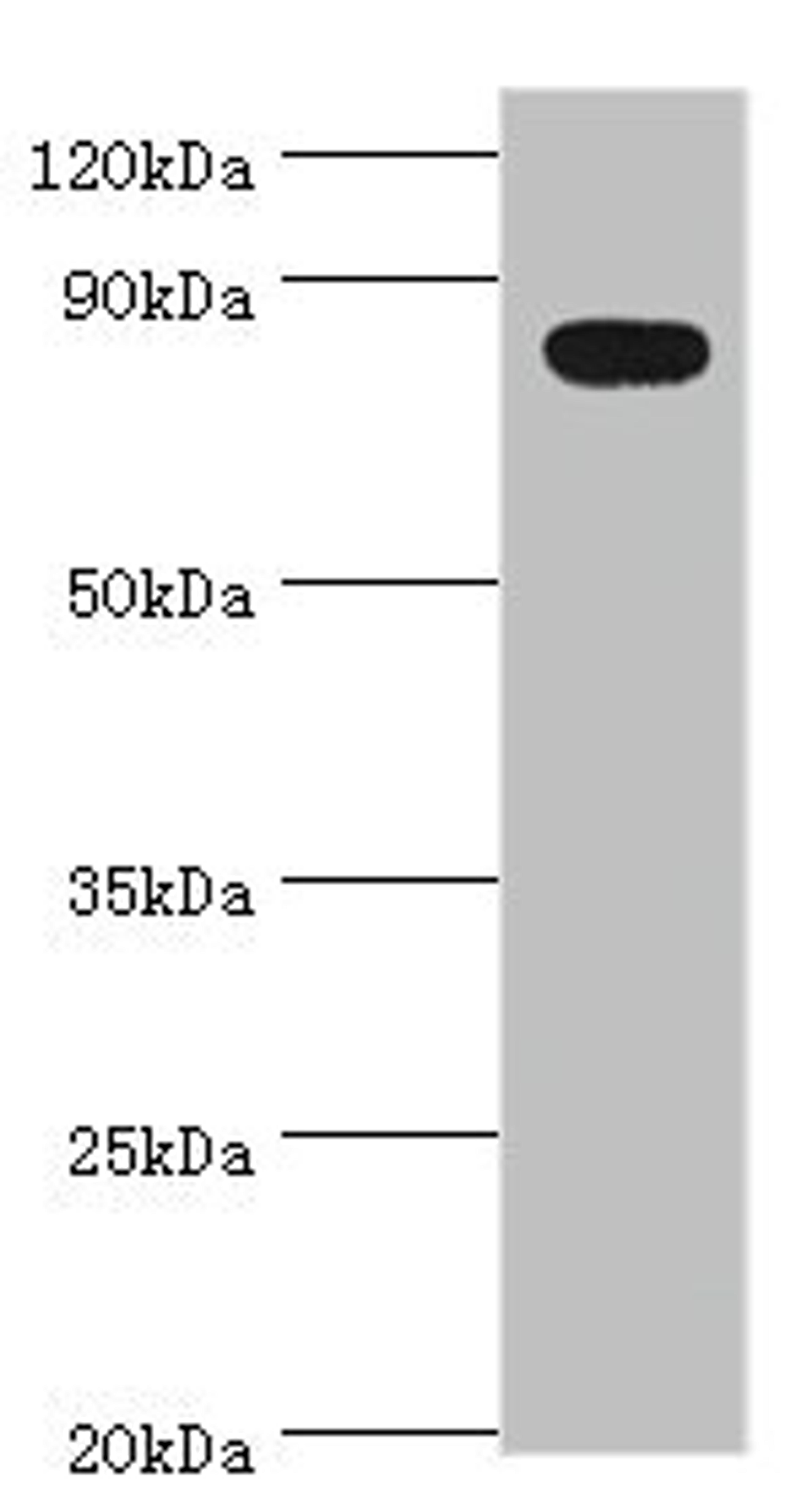 Western blot. All lanes: BACH1 antibody at 2ug/ml + Mouse thymus tissue. Secondary. Goat polyclonal to rabbit IgG at 1/10000 dilution. Predicted band size: 82 kDa. Observed band size: 82 kDa.