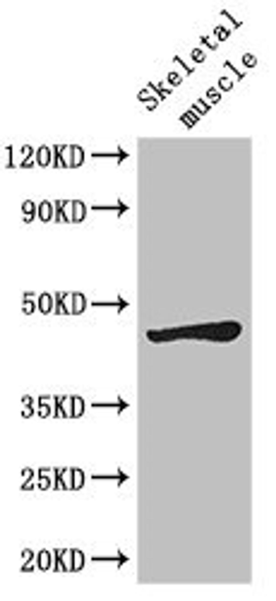 Western Blot. Positive WB detected in: Mouse skeletal muscle tissue. All lanes: LEF1 antibody at 2.7ug/ml. Secondary. Goat polyclonal to rabbit IgG at 1/50000 dilution. Predicted band size: 45, 36, 32, 24, 42, 43, 35 kDa. Observed band size: 45 kDa. 