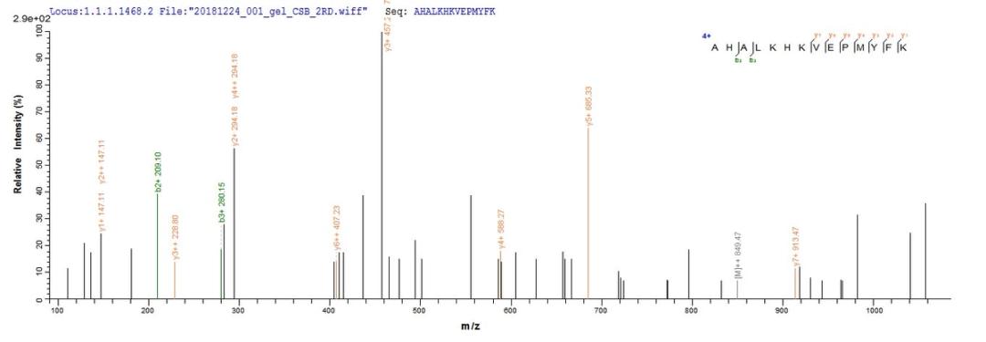 Based on the SEQUEST from database of E.coli host and target protein, the LC-MS/MS Analysis result of CSB-EP006376RA could indicate that this peptide derived from E.coli-expressed Rattus norvegicus (Rat) Cygb.
