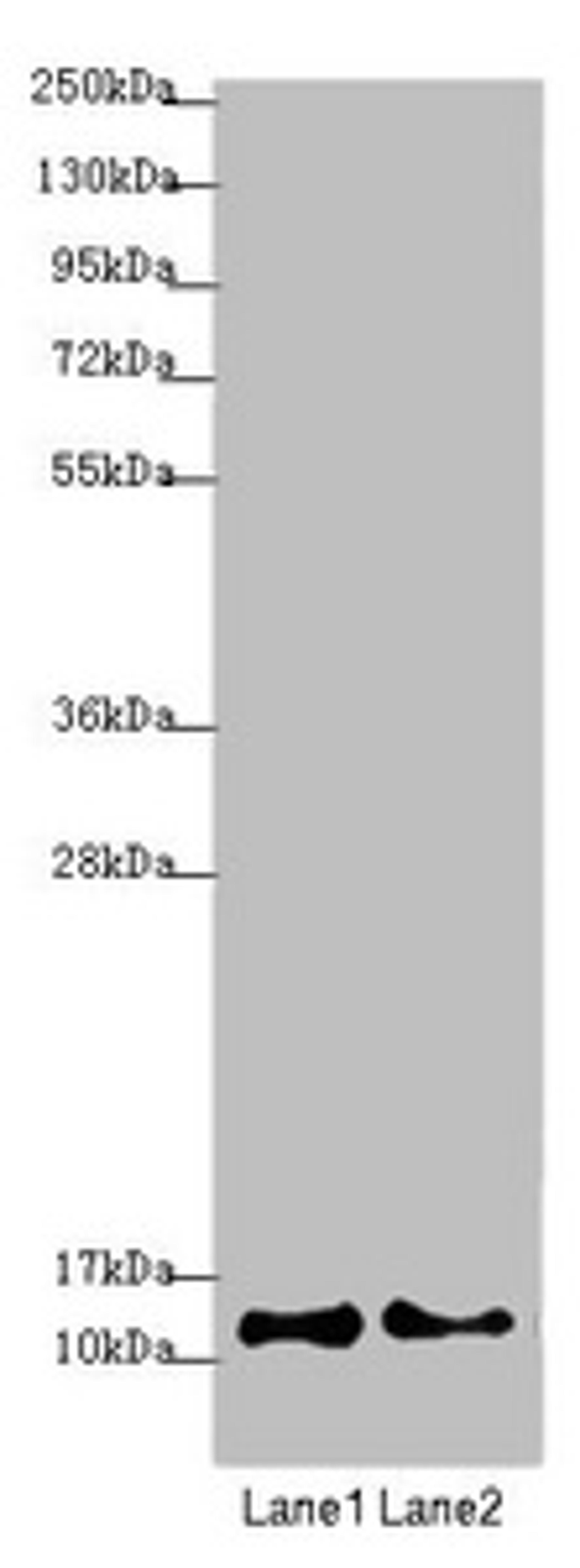 Western blot. All lanes: COX7A2L antibody at 2.08µg/ml. Lane 1: A549 whole cell lysate. Lane 2: HepG2 whole cell lysate. Secondary. Goat polyclonal to rabbit IgG at 1/10000 dilution. Predicted band size: 13 kDa. Observed band size: 13 kDa