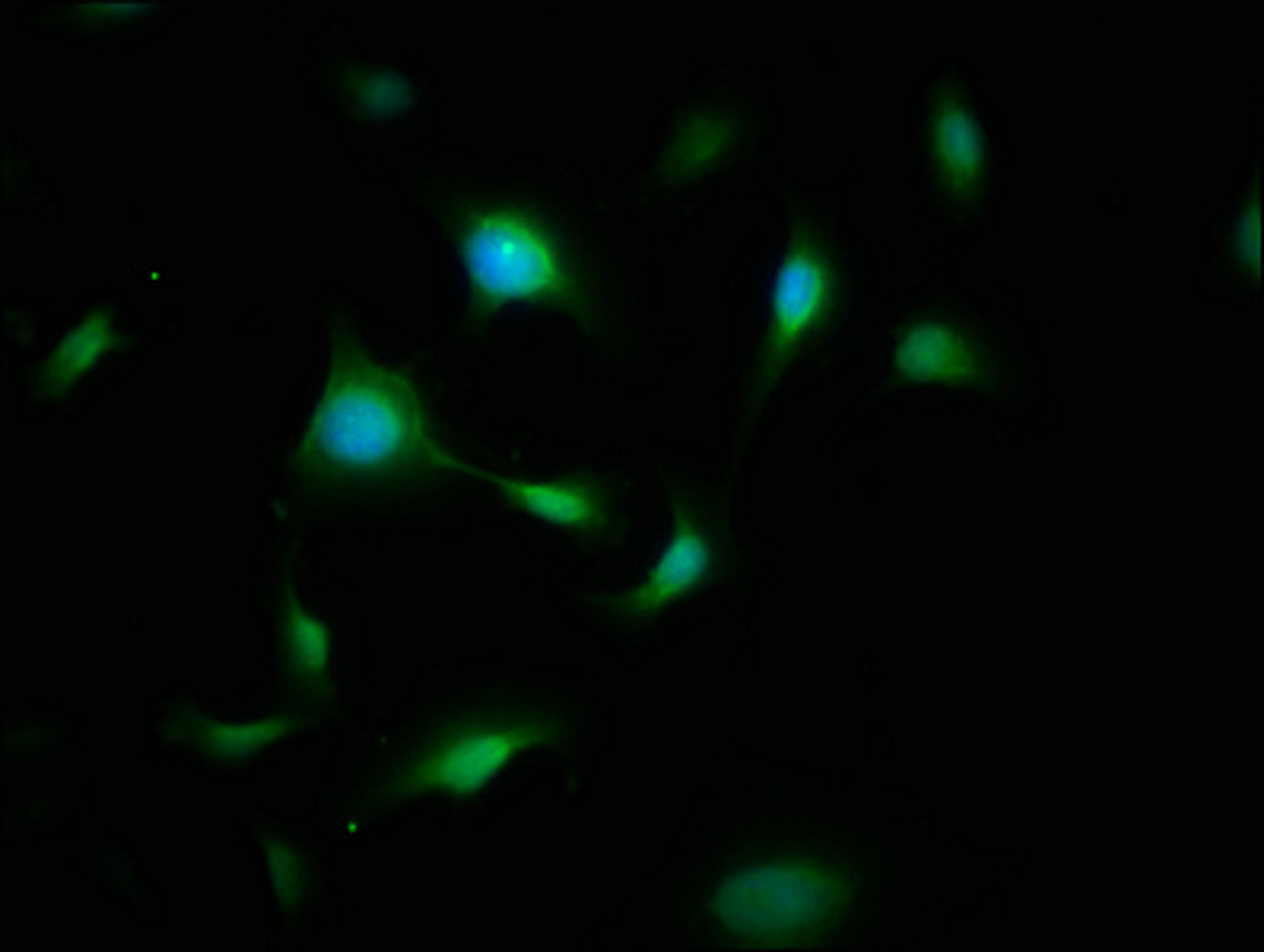 Immunofluorescence staining of U251 cells with CSB-PA009101LA01HU at 1:200, counter-stained with DAPI. The cells were fixed in 4% formaldehyde, permeabilized using 0.2% Triton X-100 and blocked in 10% normal Goat Serum. The cells were then incubated with the antibody overnight at 4&deg;C. The secondary antibody was Alexa Fluor 488-congugated AffiniPure Goat Anti-Rabbit IgG(H+L).