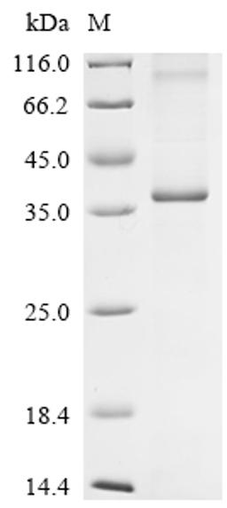 (Tris-Glycine gel) Discontinuous SDS-PAGE (reduced) with 5% enrichment gel and 15% separation gel.