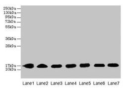 Western blot. All lanes: CYB5B antibody at 0.8µg/ml. Lane 1: HepG2 whole cell lysate. Lane 2: Mouse liver tissue. Lane 3: Mouse heart tissue. Lane 4: Hela whole cell lysate. Lane 5: U87 whole cell lysate. Lane 6: EC109 whole cell lysate. Lane 7: A549 whole cell lysate. Secondary. Goat polyclonal to rabbit IgG at 1/10000 dilution. Predicted band size: 17 kDa. Observed band size: 17 kDa