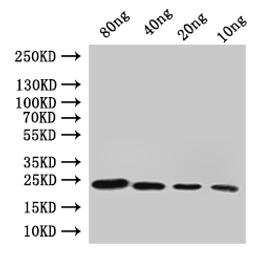 Western Blot. Positive WB detected in: recombinant protein. All lanes:cydA Antibody at 1:1000. Secondary. Goat polyclonal to rabbit IgG at 1/50000 dilution. Predicted band size: 22 kDa. Observed band size: 22 kDa. 