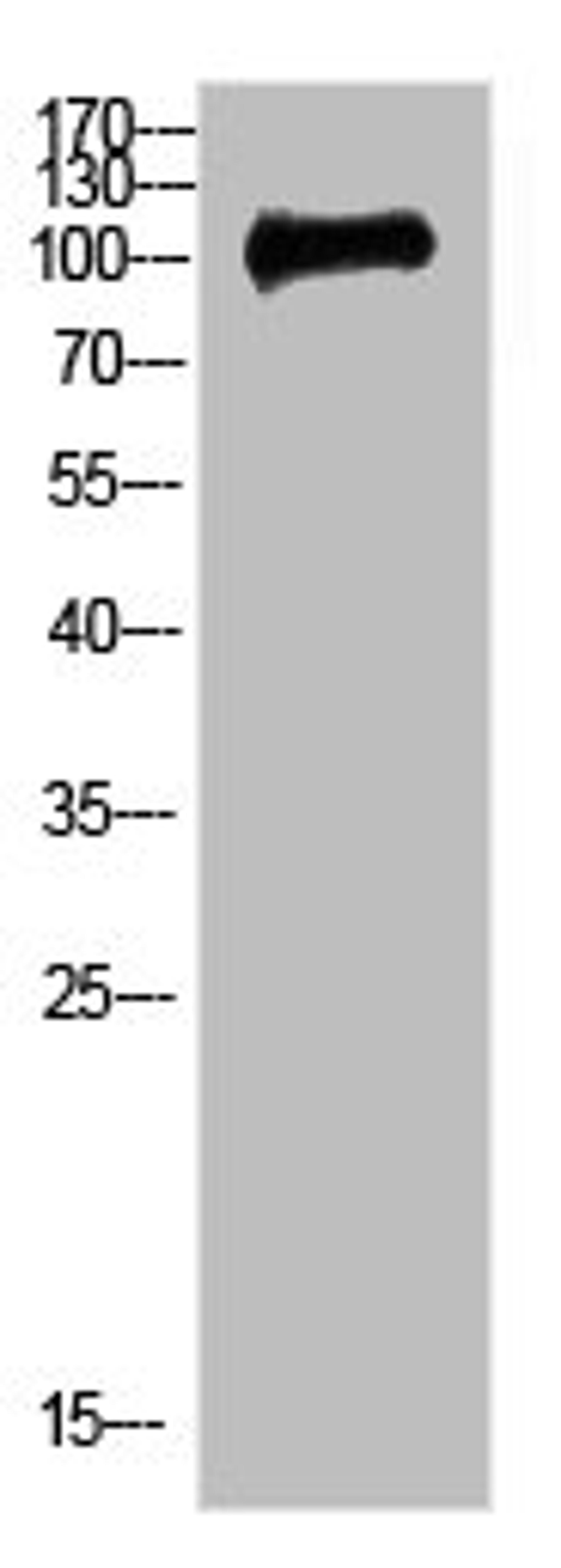 Western Blot analysis of 3T3 cells using Antibody diluted at 500. Secondary antibody  was diluted at 1:20000