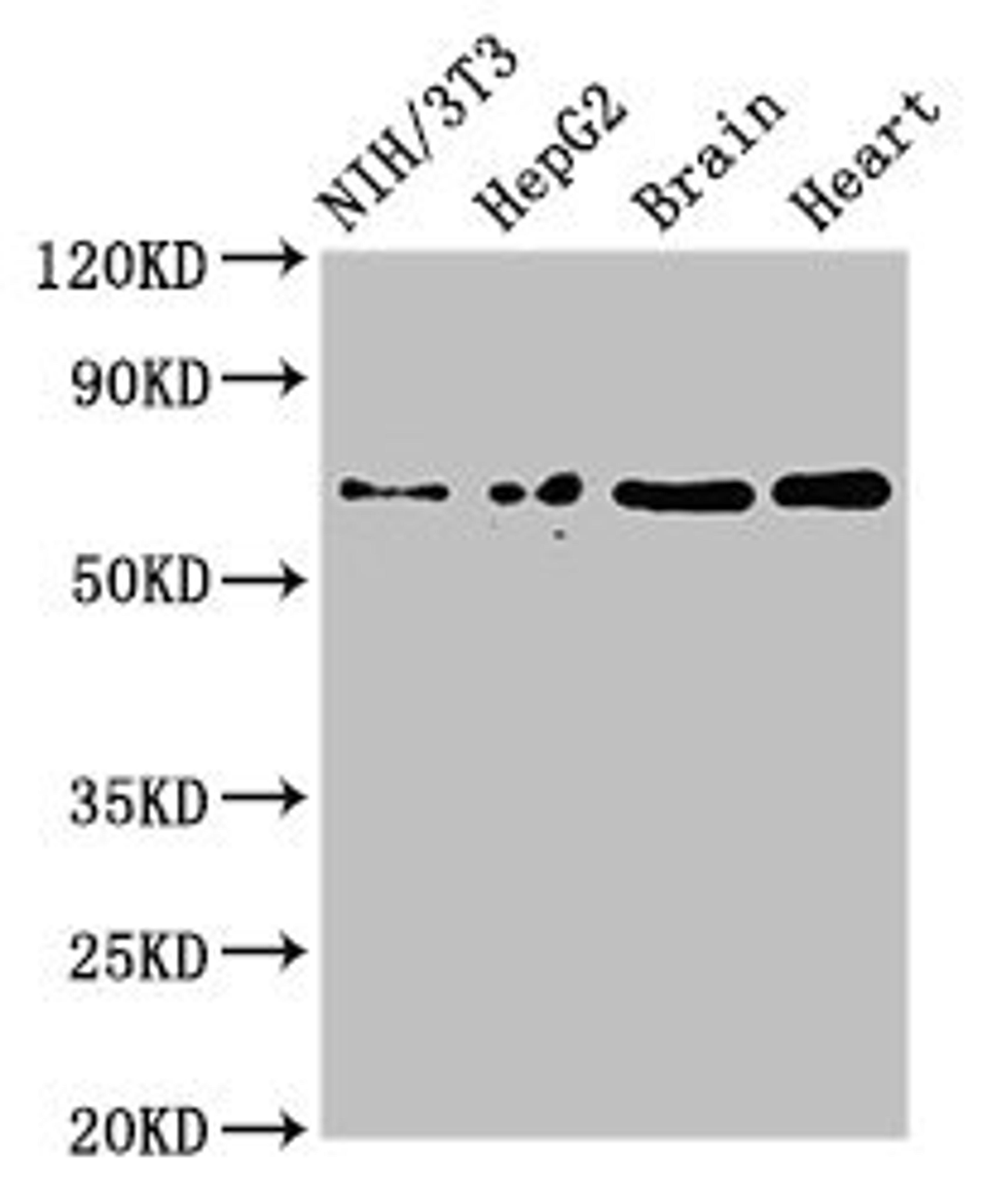 Western Blot. Positive WB detected in: NIH/3T3 whole cell lysate, HepG2 whole cell lysate, Mouse brain tissue, Rat heart tissue. All lanes: EMB antibody at 3ug/ml. Secondary. Goat polyclonal to rabbit IgG at 1/50000 dilution. Predicted band size: 37, 32 kDa. Observed band size: 70 kDa.