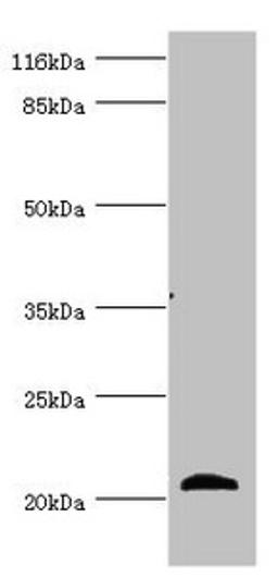 Western blot. All lanes: APOM antibody at 3.93ug/ml + Mouse placenta tissue. Secondary. Goat polyclonal to rabbit IgG at 1/10000 dilution. Predicted band size: 22, 14 kDa. Observed band size: 22 kDa. 