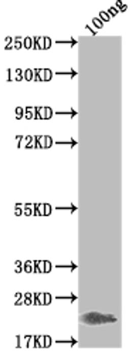 Western Blot. Positive WB detected in Recombinant protein. All lanes: Griffithsin antibody at 1:2000. Secondary. Goat polyclonal to rabbit IgG at 1/50000 dilution. Predicted band size: 20.2 kDa. Observed band size: 21 kDa. 