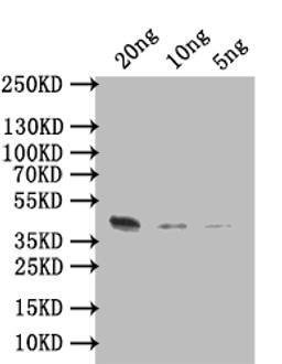 Western Blot. Positive WB detected in: recombinant protein. All lanes: ARGK Antibody at 1:1000. Secondary. Goat polyclonal to rabbit IgG at 1/50000 dilution. Predicted band size: 44 kDa. Observed band size: 44 kDa. 