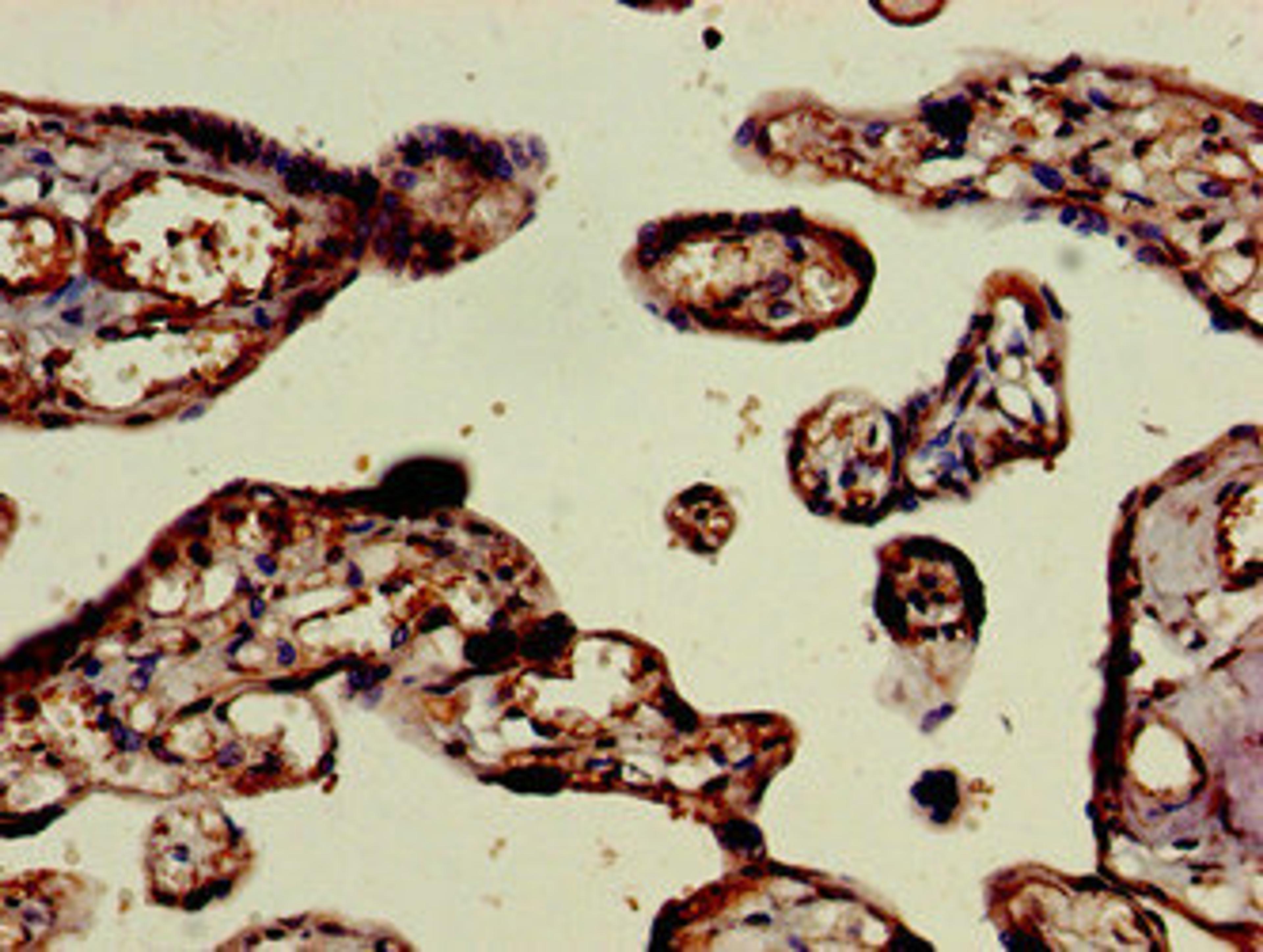 Immunohistochemistry of paraffin-embedded human placenta tissue using CSB-PA836237LA01HU at dilution of 1:100