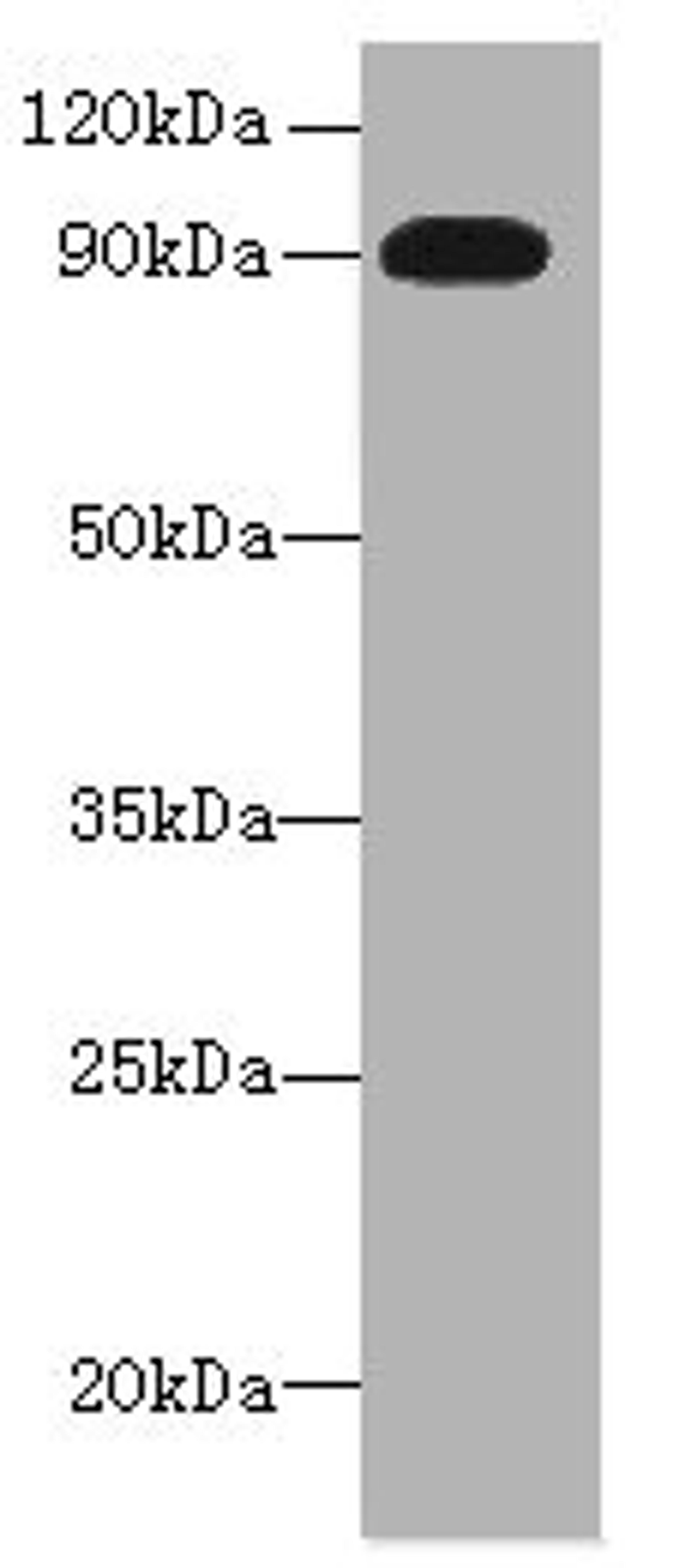 Western blot. All lanes: NRG2 antibody at 16µg/ml + U251 whole cell lysate. Secondary. Goat polyclonal to rabbit IgG at 1/10000 dilution. Predicted band size: 92, 91, 93, 47, 46, 68, 71 kDa. Observed band size: 92 kDa