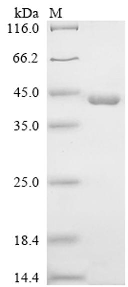 (Tris-Glycine gel) Discontinuous SDS-PAGE (reduced) with 5% enrichment gel and 15% separation gel.
