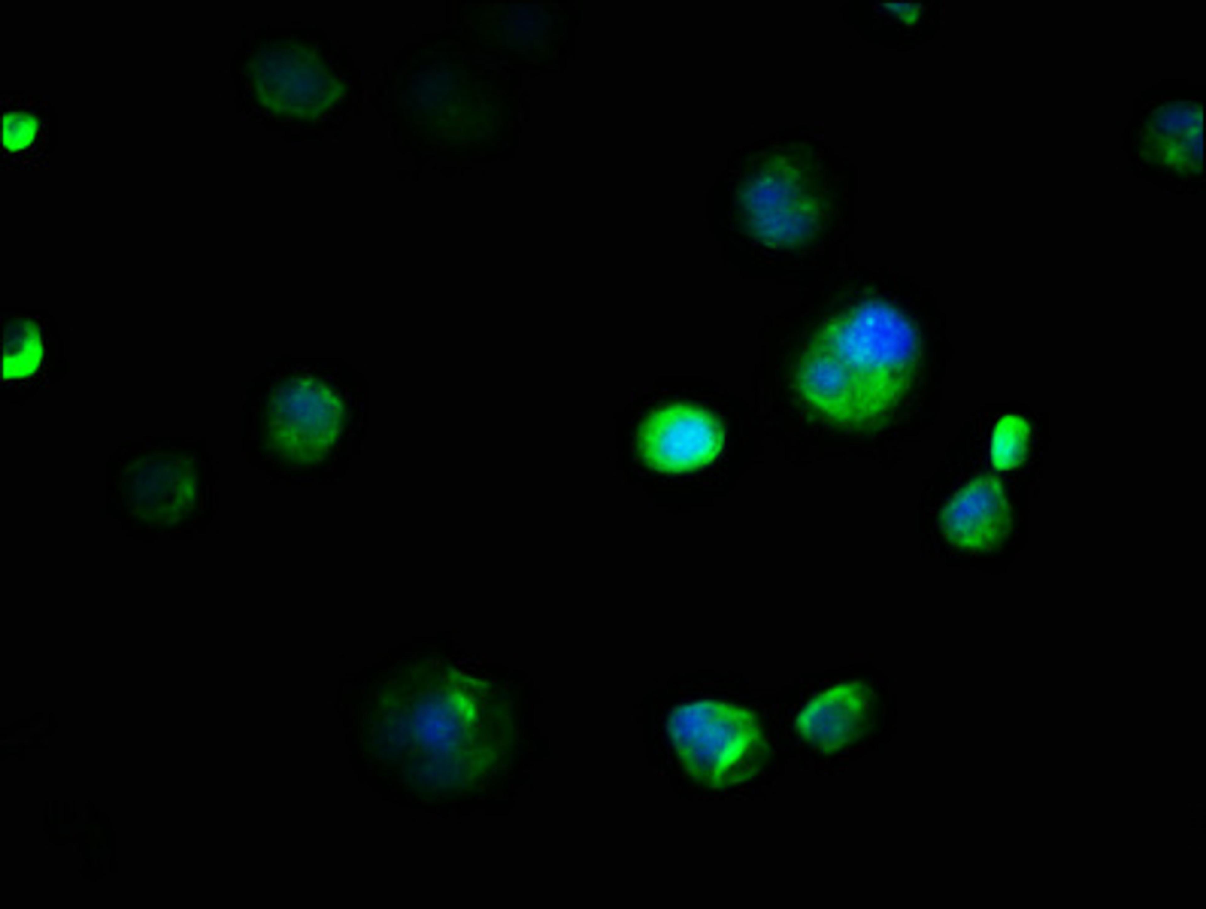 Immunofluorescence staining of MCF-7 cells with CSB-PA005835LA01HU at 1:133, counter-stained with DAPI. The cells were fixed in 4% formaldehyde, permeabilized using 0.2% Triton X-100 and blocked in 10% normal Goat Serum. The cells were then incubated with the antibody overnight at 4&deg;C. The secondary antibody was Alexa Fluor 488-congugated AffiniPure Goat Anti-Rabbit IgG(H+L).