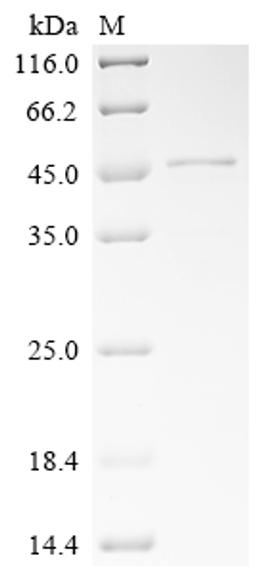 (Tris-Glycine gel) Discontinuous SDS-PAGE (reduced) with 5% enrichment gel and 15% separation gel.