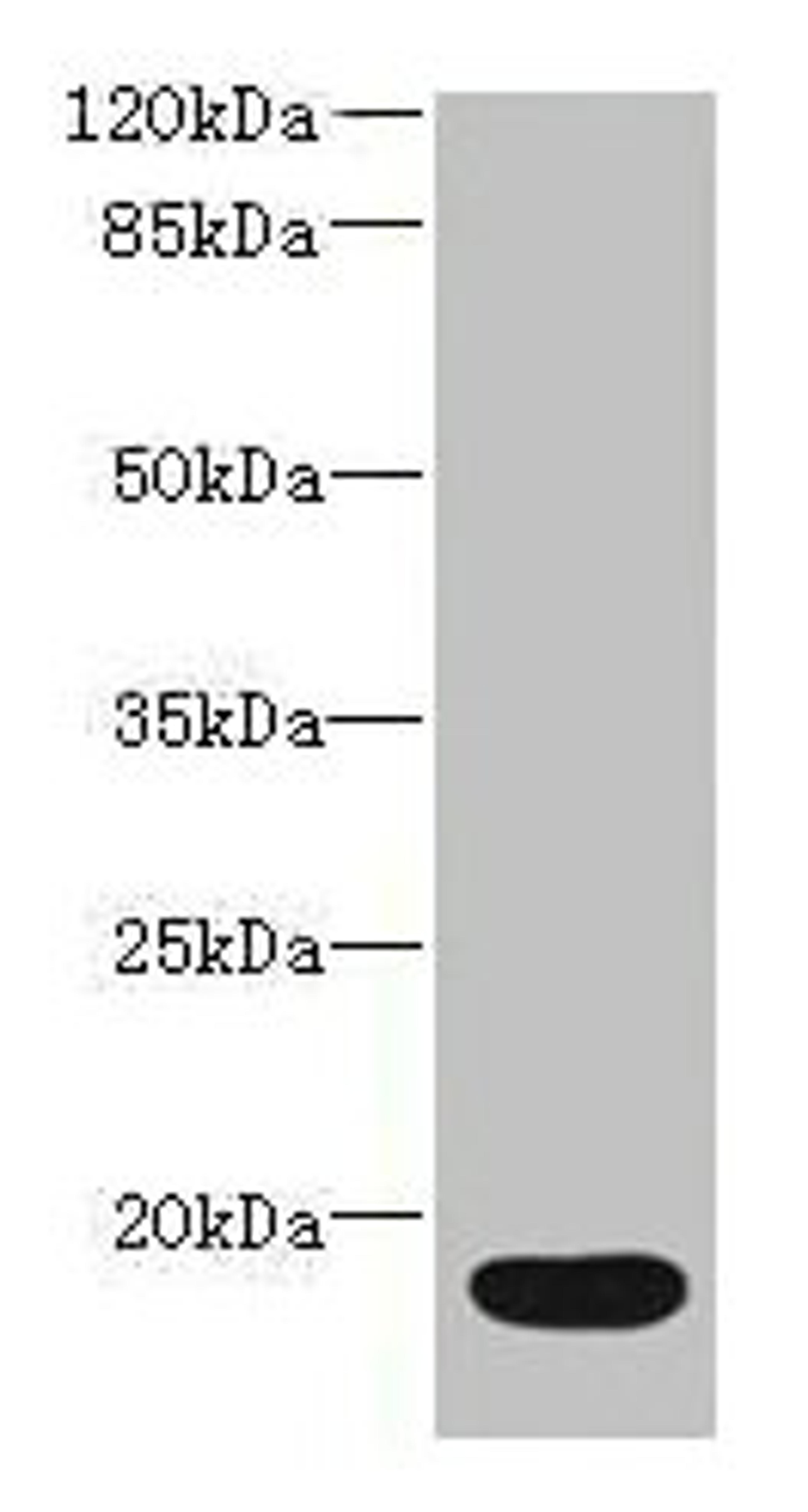 Western blot. All lanes: IL36RN antibody at 16µg/ml + Mouse stomach tissue. Secondary. Goat polyclonal to rabbit IgG at 1/10000 dilution. Predicted band size: 17 kDa. Observed band size: 17 kDa