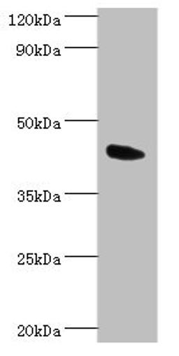 Western blot. All lanes: Angiopoietin-related protein 4 antibody at 2ug/ml + Mouse heart tissue. Secondary. Goat polyclonal to rabbit IgG at 1/10000 dilution. Predicted band size: 46, 41, 27 kDa. Observed band size: 46 kDa. 
