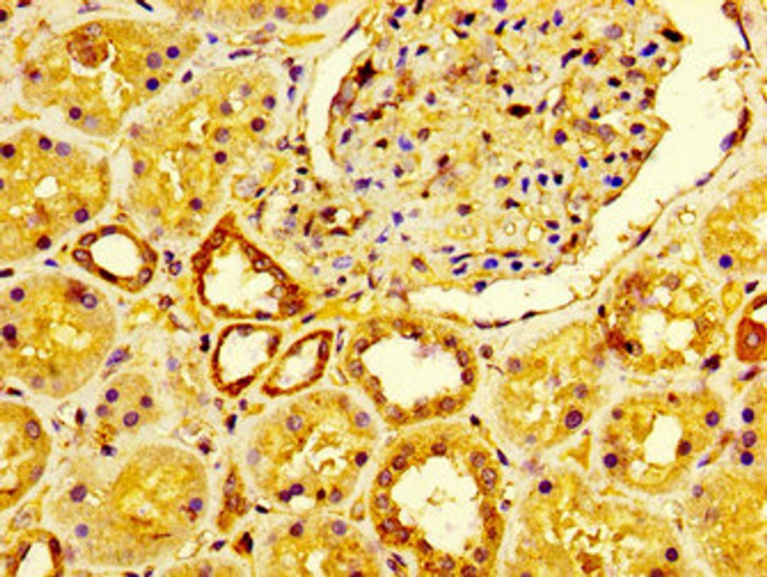 IHC image of CSB-PA009078LA01HU diluted at 1:600 and staining in paraffin-embedded human kidney tissue performed on a Leica BondTM system. After dewaxing and hydration, antigen retrieval was mediated by high pressure in a citrate buffer (pH 6.0). Section was blocked with 10% normal goat serum 30min at RT. Then primary antibody (1% BSA) was incubated at 4&deg;C overnight. The primary is detected by a biotinylated secondary antibody and visualized using an HRP conjugated SP system.