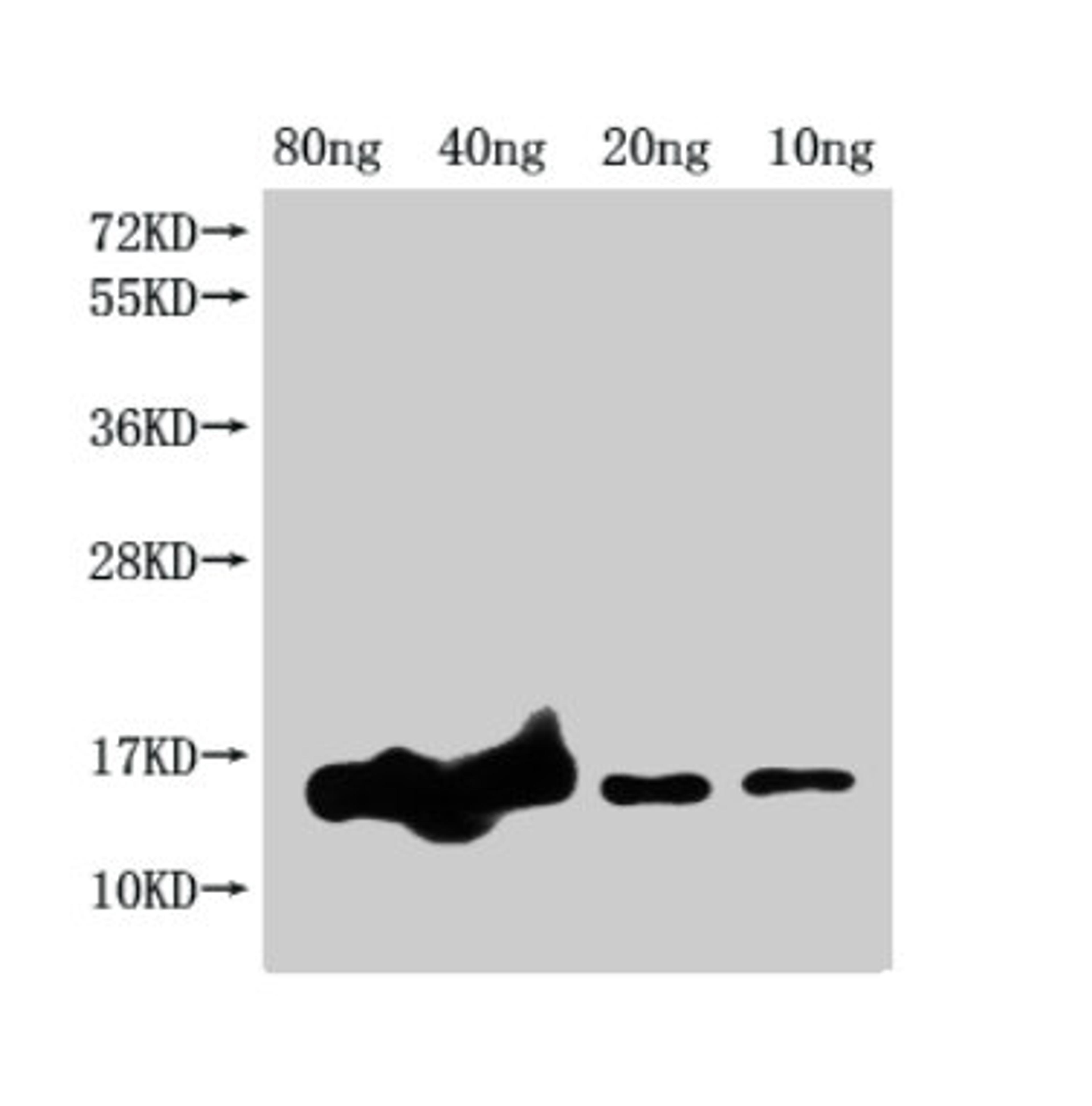 Western Blot. Positive WB detected in Recombinant protein. All lanes: grxD antibody at 1:2000. Secondary. Goat polyclonal to rabbit IgG at 1/50000 dilution. Predicted band size: 17 kDa. Observed band size: 15 kDa. 
