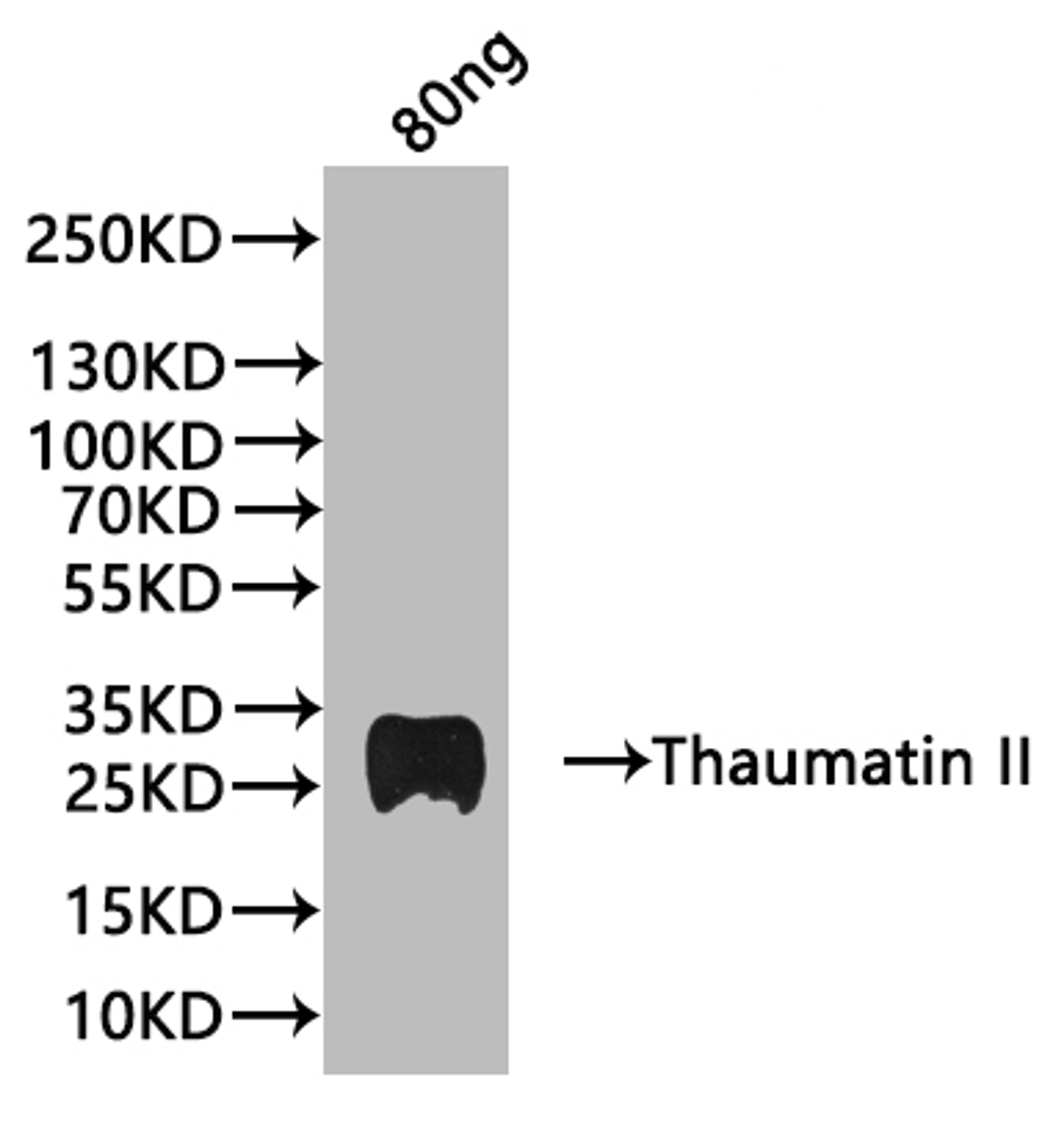 Western Blot. Positive WB detected in: recombinant protein. All lanes:Thaumatin II Antibody at 1:1000. Secondary. Goat polyclonal to rabbit IgG at 1/20000 dilution. Predicted band size: 26.42 kDa. Observed band size: 28 kDa. 