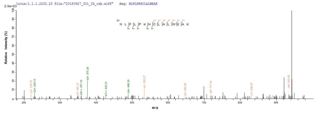 Based on the SEQUEST from database of E.coli host and target protein, the LC-MS/MS Analysis result of CSB-EP678395MO could indicate that this peptide derived from E.coli-expressed Mus musculus (Mouse) Tet2.