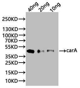 Western Blot. Positive WB detected in: recombinant protein. All lanes:carA Antibody at 1:1000. Secondary. Goat polyclonal to rabbit IgG at 1/20000 dilution. Predicted band size: 44 kDa. Observed band size: 44 kDa. 