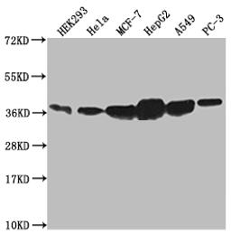 Western Blot. Positive WB detected in: HEK293 whole cell lysate, Hela whole cell lysate, MCF-7 whole cell lysate, HepG2 whole cell lysate, A549 whole cell lysate, PC3 whole cell lysate. All lanes: ANXA2 antibody at 1:1000. Secondary. Goat polyclonal to rabbit IgG at 1/50000 dilution. Predicted band size: 39, 41 kDa. Observed band size: 36-45 kDa. 