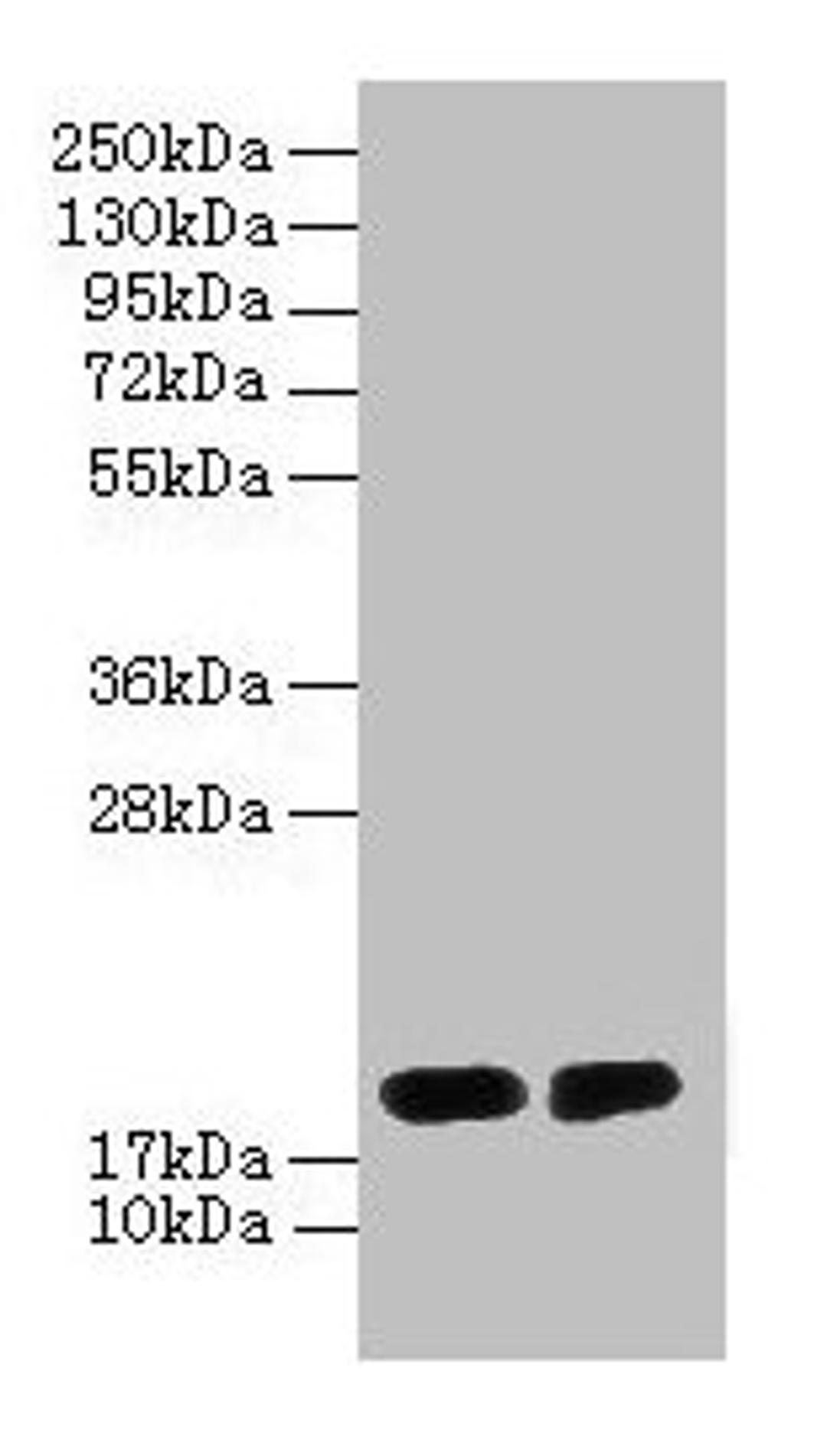 Western blot. All lanes: DAOA antibody at 2µg/ml. Lane 1: PC-3 whole cell lysate. Lane 2: Mouse gonadal tissue. Secondary. Goat polyclonal to rabbit IgG at 1/10000 dilution. Predicted band size: 19, 2, 10, 15 kDa. Observed band size: 19 kDa