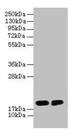 Western blot. All lanes: DAOA antibody at 2µg/ml. Lane 1: PC-3 whole cell lysate. Lane 2: Mouse gonadal tissue. Secondary. Goat polyclonal to rabbit IgG at 1/10000 dilution. Predicted band size: 19, 2, 10, 15 kDa. Observed band size: 19 kDa