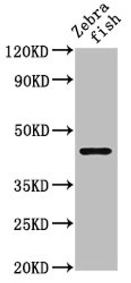 Western Blot. Positive WB detected in: Zebrafish tissue. All lanes: ndr1 antibody at 5µg/ml. Secondary. Goat polyclonal to rabbit IgG at 1/50000 dilution. Predicted band size: 45 kDa. Observed band size: 45 kDa