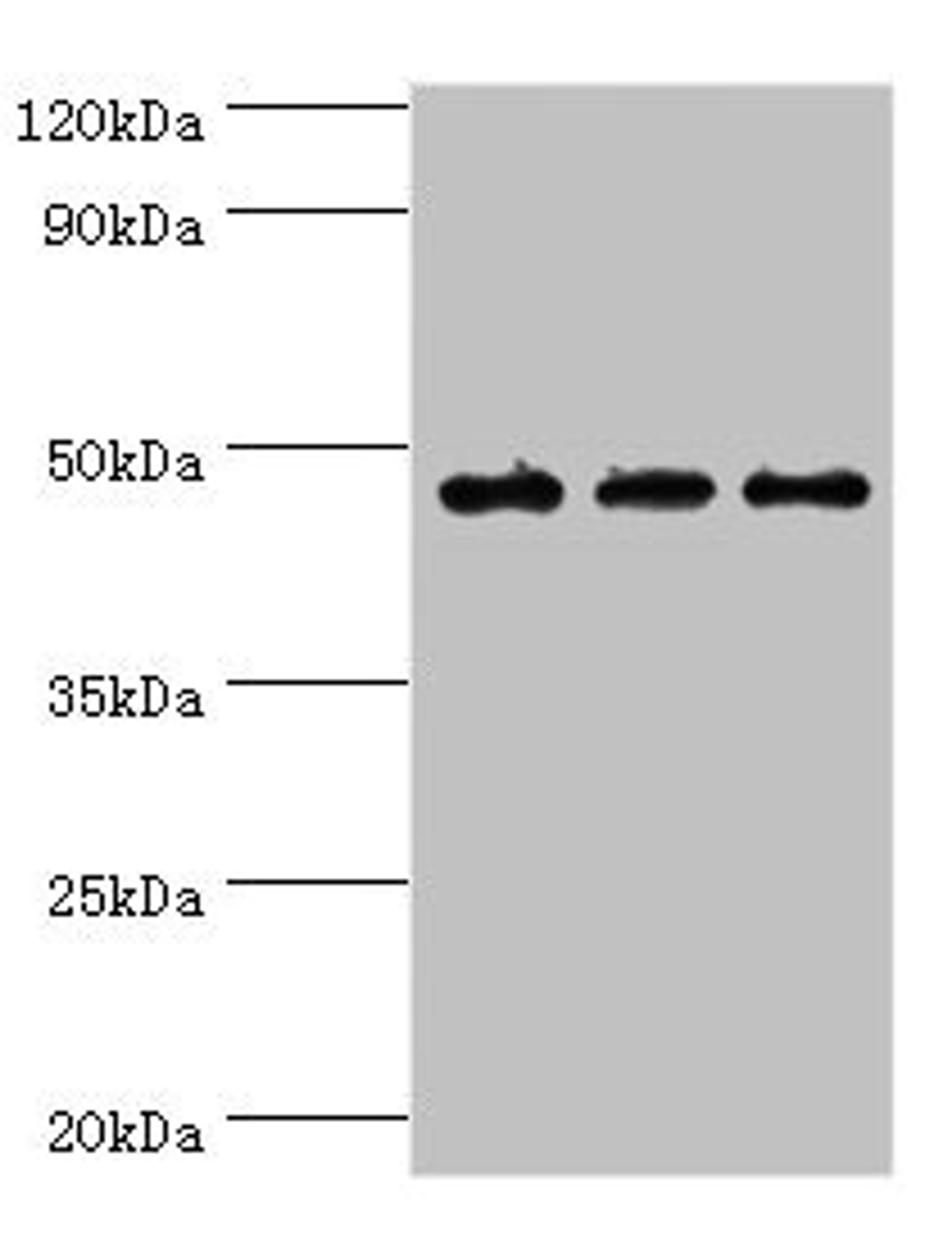 Western blot. All lanes: PDK2 antibody at 6ug/ml. Lane 1: Mouse heart tissue. Lane 2: Hela whole cell lysate. Lane 2: Mouse skeletal muscle tissue. Secondary. Goat polyclonal to rabbit IgG at 1/10000 dilution. Predicted band size: 47, 39 kDa. Observed band size: 47 kDa. 