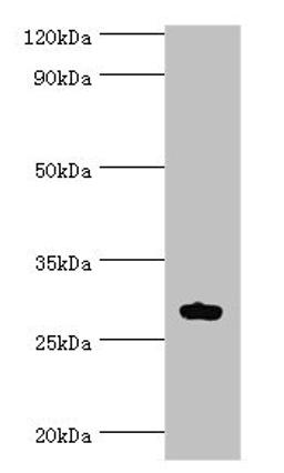 Western blot. All lanes: ATF1 antibody at 10ug/ml + Mouse liver tissue. Secondary. Goat polyclonal to rabbit IgG at 1/10000 dilution. Predicted band size: 30, 16 kDa. Observed band size: 30 kDa. 
