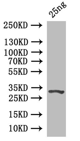 Western Blot. Positive WB detected in: recombinant protein. All lanes: Prim1 Antibody at 1:1000. Secondary. Goat polyclonal to rabbit IgG at 1/50000 dilution. Predicted band size: 33 kDa. Observed band size: 33 kDa. 