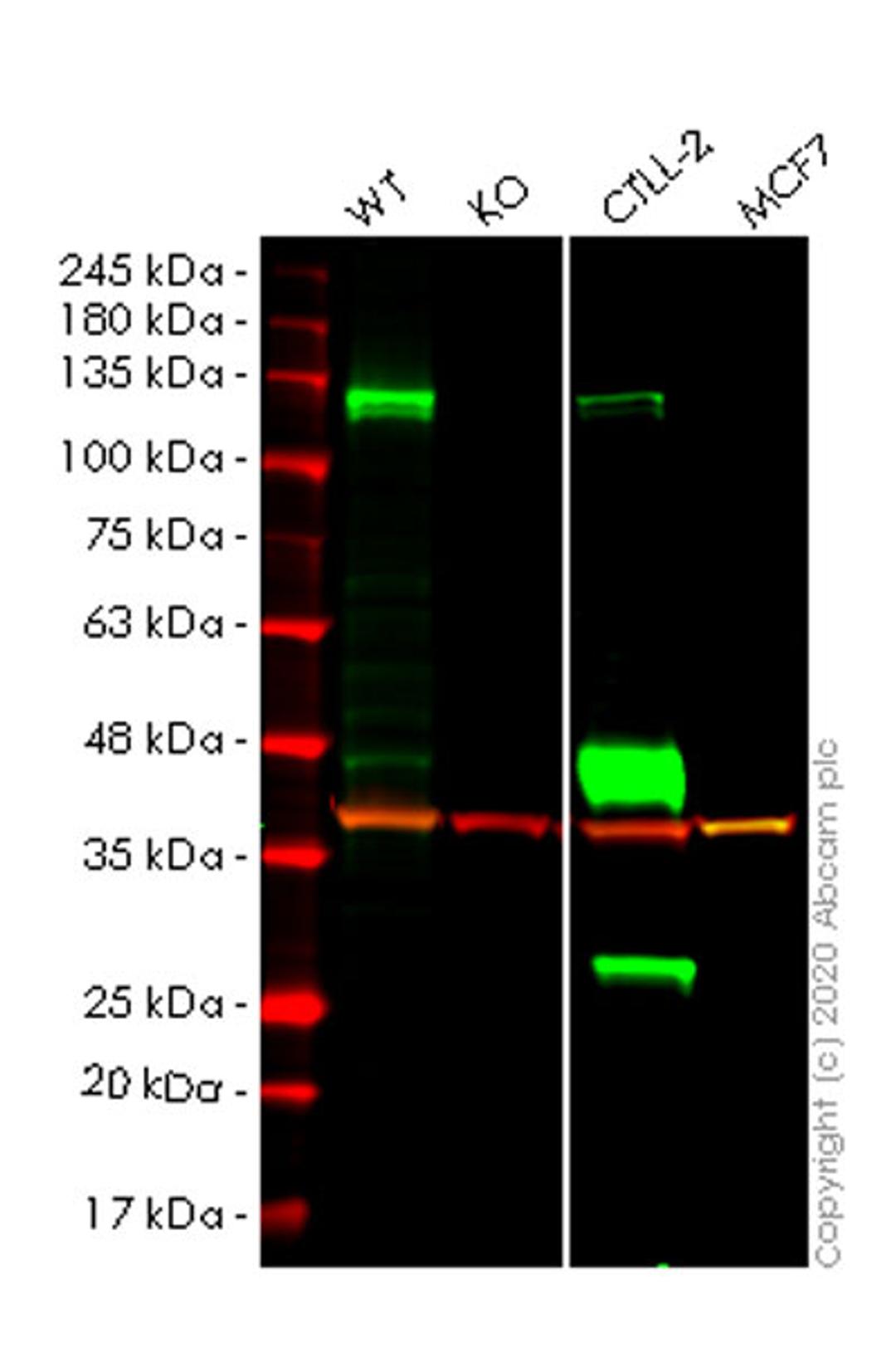 WB - CBLB knockout HeLa