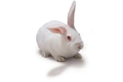 Buy New Zealand White Rabbit Model Read Reviews Buy New Zealand White Rabbit Model Read Reviews