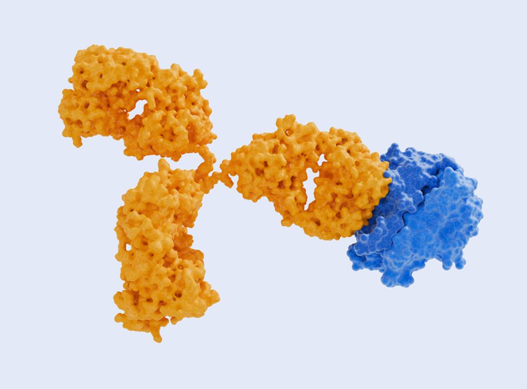 Tumor Necrosis Factors (TNF)