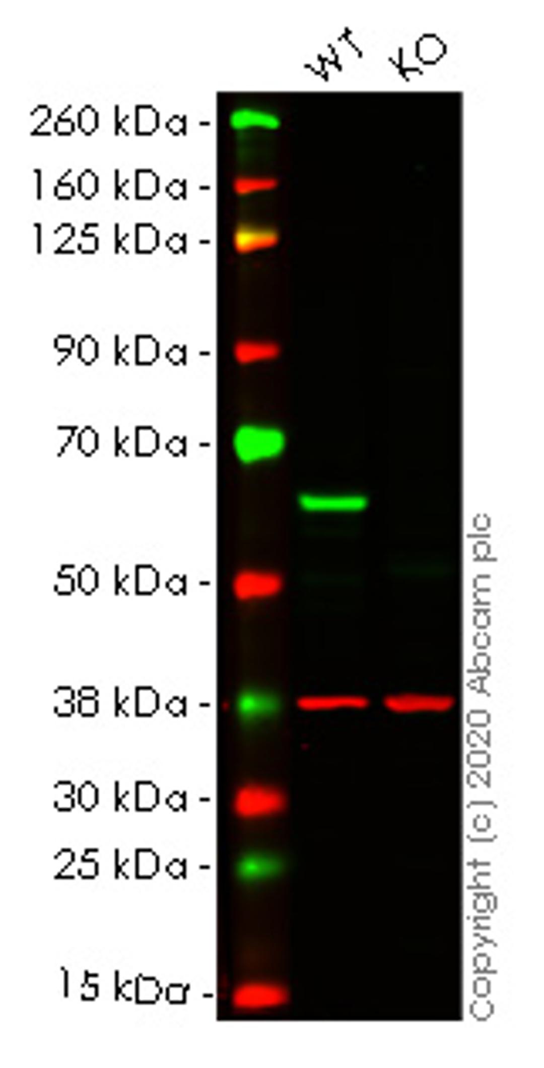 WB - HDAC2 knockout HEK293T