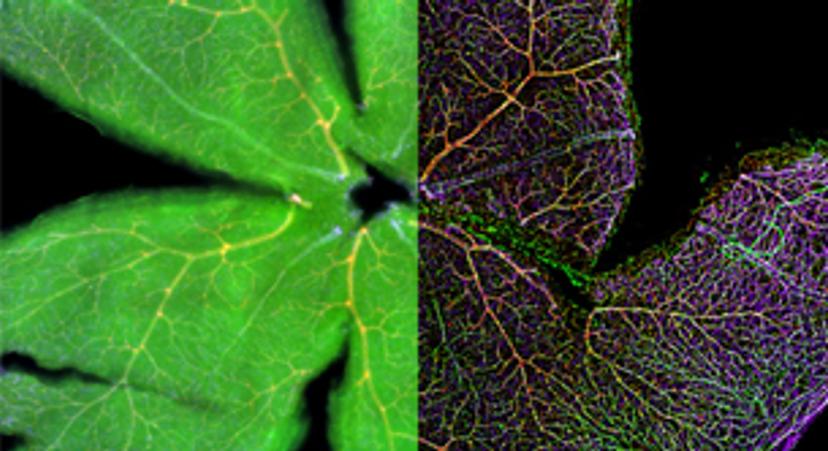 The ultimate guide to live-cell imaging