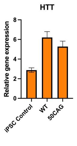 Disease-related Huntingtin (HTT) is expressed in ioGlutamate