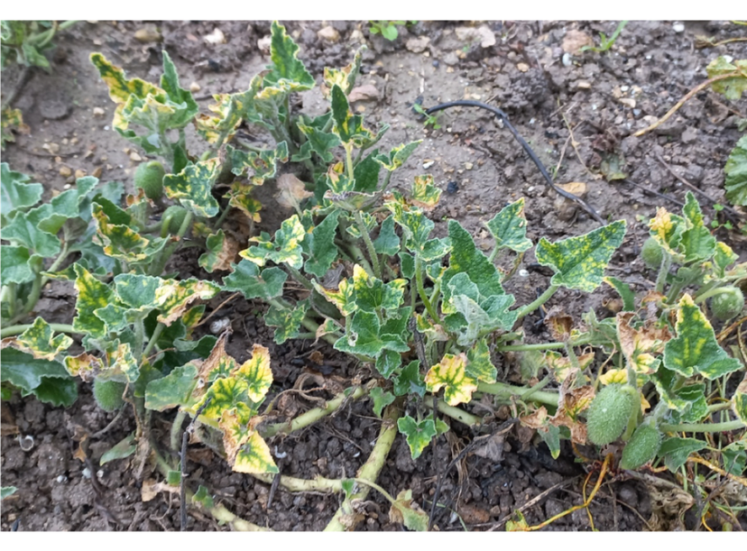 Wild perennial cucurbit Ecballium elaterium (squirting cucumber) with yellowing symptoms infected with ToLCNDV