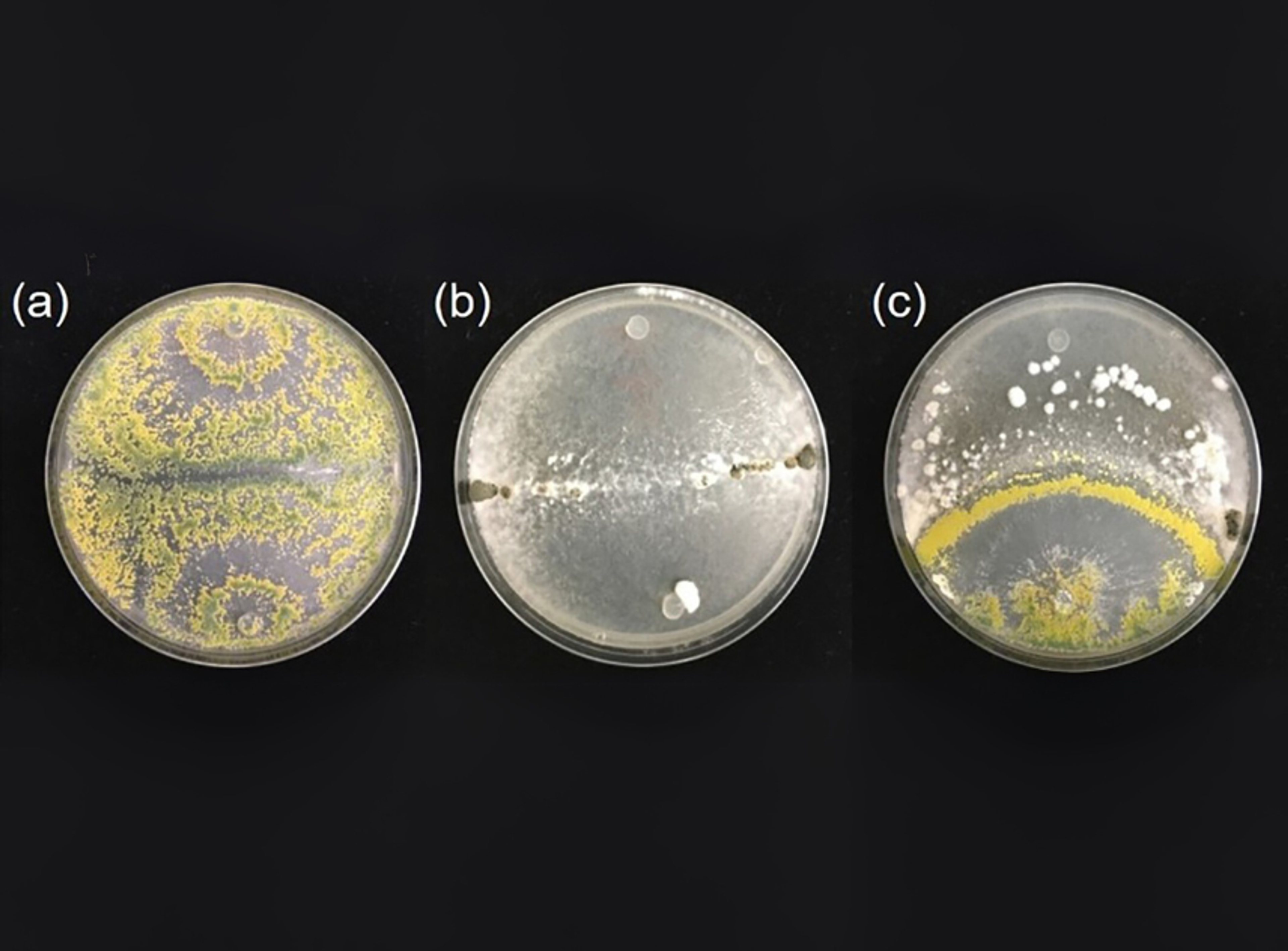 Plate cultures