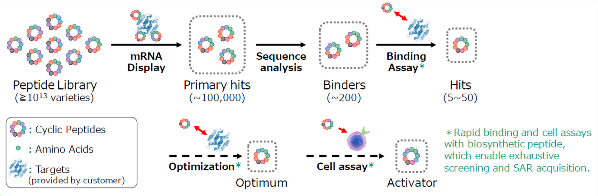 Cyclic Peptide Screening Technology