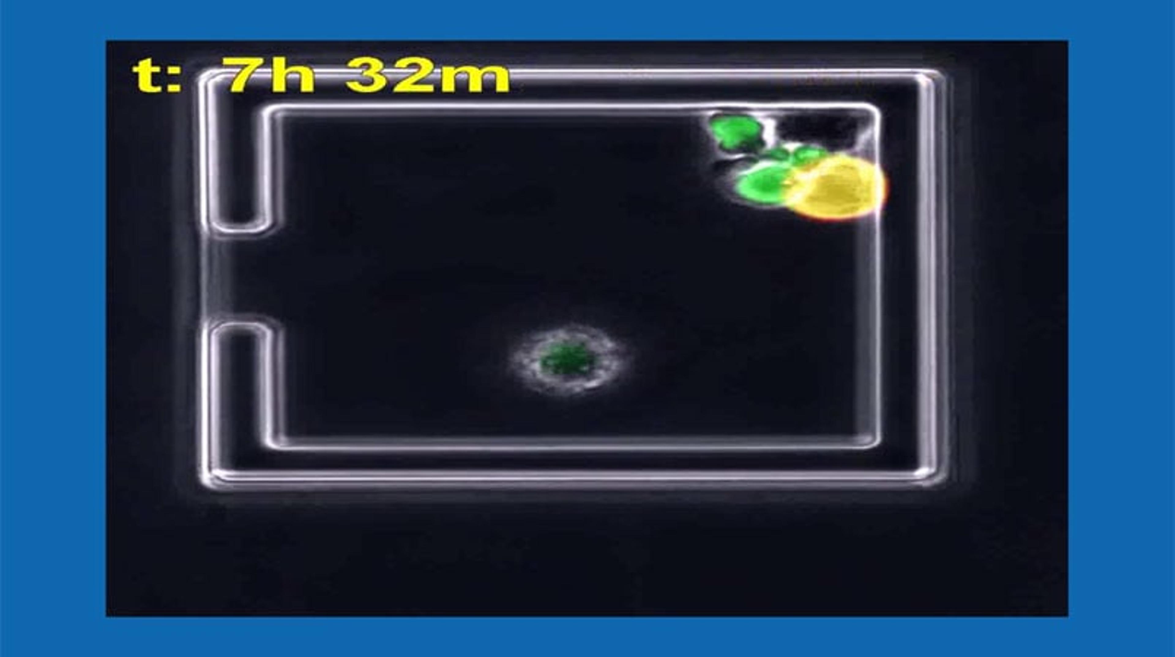 Live Cell Imaging of Apoptosis in Immune Cells using the CellASIC ONIX2 Microfluidic System Live Cell Imaging of Apoptosis in Immune Cells using the CellASIC ONIX2 Microfluidic System